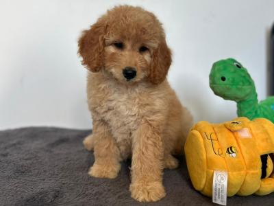 🌟Miniature Double Goldendoodle puppies in Wexford🌟