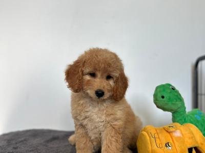 🌟Miniature Double Goldendoodle puppies in Wexford🌟