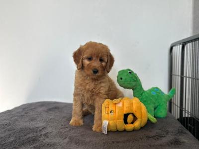 🌟Miniature Double Goldendoodle puppies in Wexford🌟