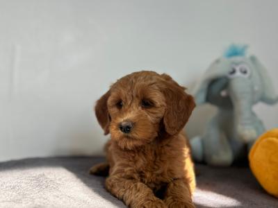 🌟Miniature Double Goldendoodle puppies in Wexford🌟