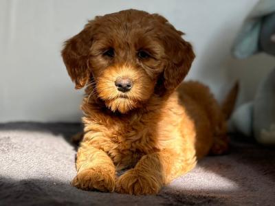 🌟Miniature Double Goldendoodle puppies in Wexford🌟