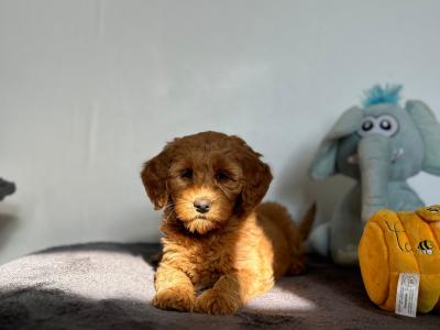 🌟Miniature Double Goldendoodle puppies in Wexford🌟