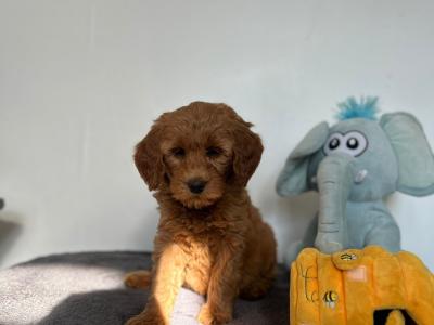 🌟Miniature Double Goldendoodle puppies in Wexford🌟