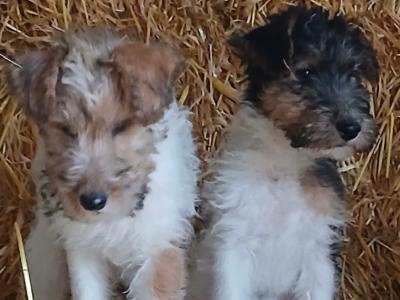 Beautiful Fox Terrier puppies in Tipperary