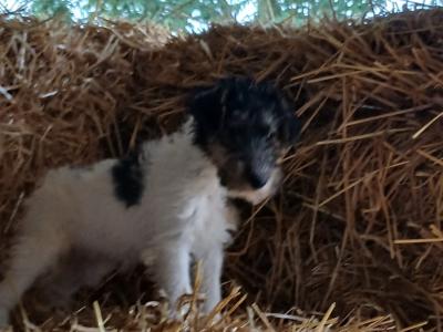 Beautiful Fox Terrier puppies in Tipperary