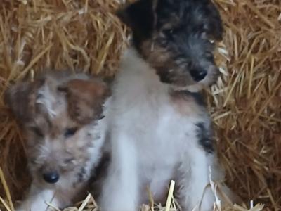 Beautiful Fox Terrier puppies in Tipperary