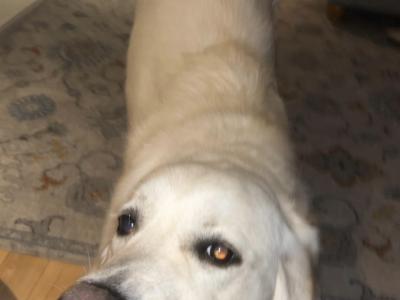 Buddy is a 1 year old male Golden Retriever puppy in Louth who is looking for his forever home