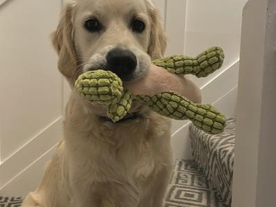 Buddy is a 1 year old male Golden Retriever puppy in Louth who is looking for his forever home