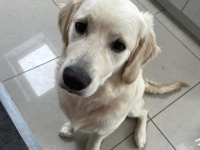 Buddy is a 1 year old male Golden Retriever puppy in Louth who is looking for his forever home