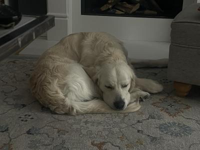 Buddy is a 1 year old male Golden Retriever puppy in Louth who is looking for his forever home