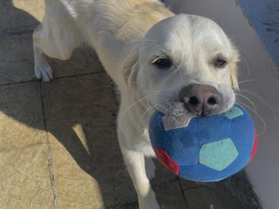 Buddy is a 1 year old male Golden Retriever puppy in Louth who is looking for his forever home