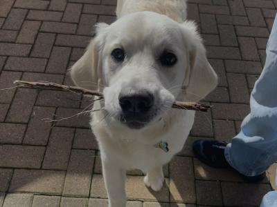 Buddy is a 1 year old male Golden Retriever puppy in Louth who is looking for his forever home