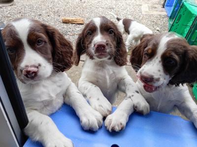 Purebred Springer Spaniel puppies in Tipperary €550