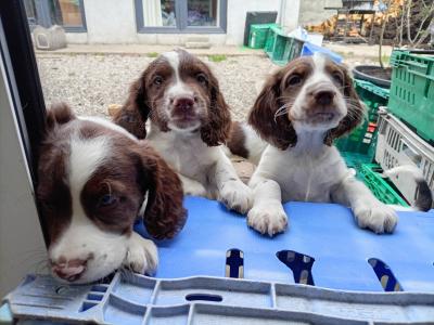 Purebred Springer Spaniel puppies in Tipperary €550
