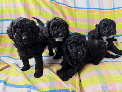 Beautiful unique Poodle puppies in Wexford