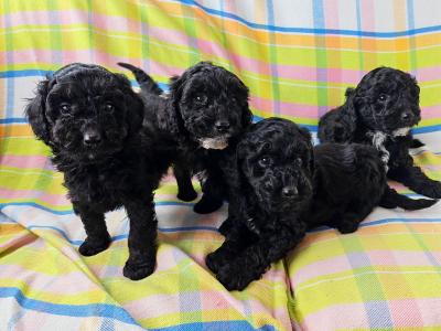 3 Beautiful Poodle puppies left in Wexford