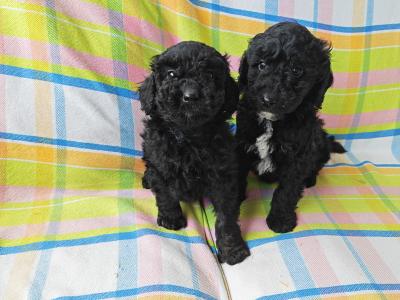 Beautiful unique Poodle puppies in Wexford