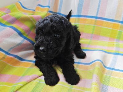 Beautiful unique Poodle puppies in Wexford