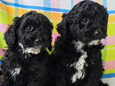 Beautiful unique Poodle puppies in Wexford
