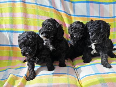 Beautiful unique Poodle puppies in Wexford