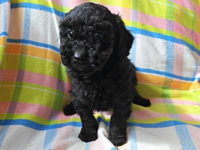 Beautiful unique Poodle puppies in Wexford