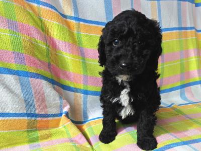Beautiful unique Poodle puppies in Wexford