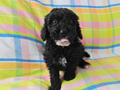 Beautiful unique Poodle puppies in Wexford