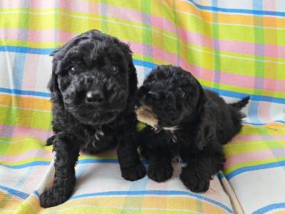 Beautiful unique Poodle puppies in Wexford