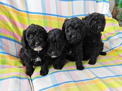 Beautiful unique Poodle puppies in Wexford
