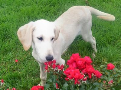 Male Goldendoodle x Irish Doodle puppy in Tipperary