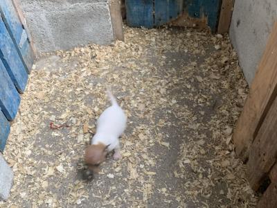 Jack Russell puppies in Cork