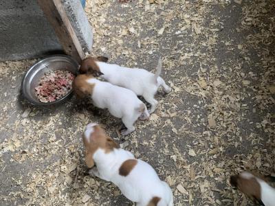 Jack Russell puppies in Cork