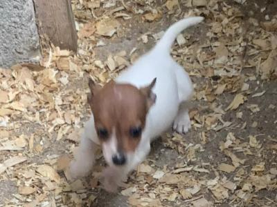 Jack Russell puppies in Cork