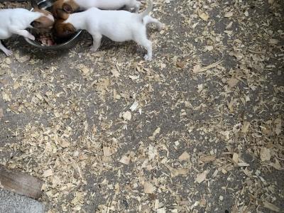 Jack Russell puppies in Cork