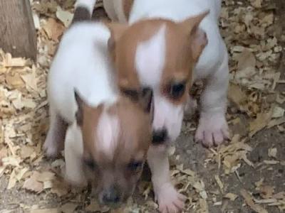Jack Russell puppies in Cork