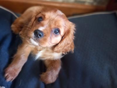 Cavalier King Charles Spaniel puppies in Offaly