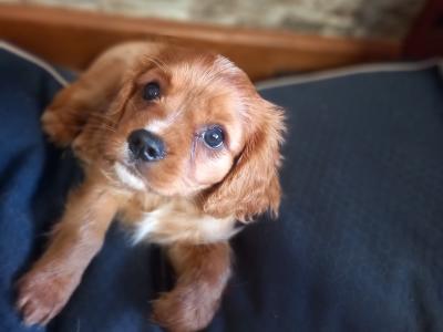 Cavalier King Charles Spaniel puppies in Offaly