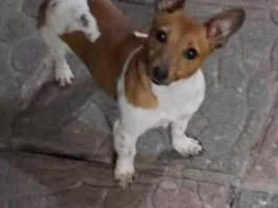 Miniature Jack Russell for stud
