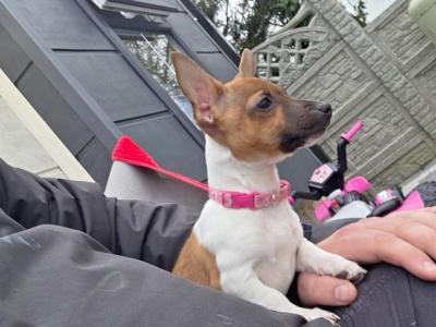 Miniature Jack Russell for stud