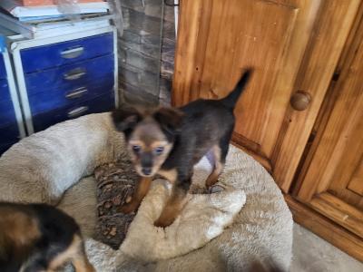 Russkiy Toy Terrier Long Haired IKC puppies in Clare