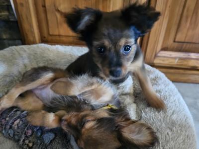 Russkiy Toy Terrier Long Haired IKC puppies in Clare