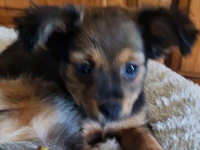 Russkiy Toy Terrier Long Haired IKC puppies in Clare