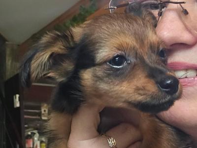 Russkiy Toy Terrier Long Haired IKC puppies in Clare