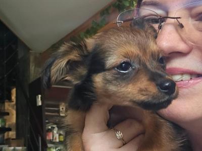 IKC Registered long haired Russian Toy Terrier puppies in Clare