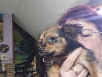 Russkiy Toy Terrier Long Haired IKC puppies in Clare