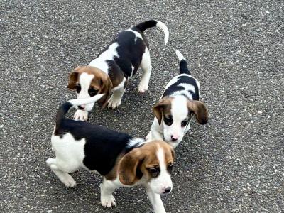 Beautiful Beagle puppies in Wexford