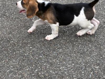 Beautiful Beagle puppies in Wexford