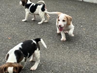 Beautiful Beagle puppies in Wexford