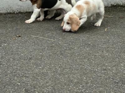 Beautiful Beagle puppies in Wexford