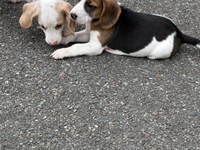 Beautiful Beagle puppies in Wexford